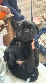 Sage 3.0 -  Mixed Breed Dog for Adoption in Athens, Ontario - Sage 3.0 | PetCurious
