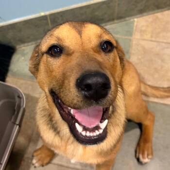 Mixed Breed Dogs Available for Adoption in Chattanooga, Tennessee - Alani | PetCurious