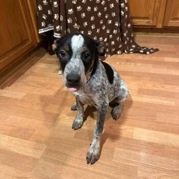 Hillary -  Australian Cattle Dog Blue Heeler and Mixed Breed Dog for Adoption in Chicago, Illinois - Hillary | PetCurious
