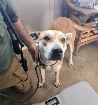 Rescue Mixed Breed Dogs for Adoption in Pulaski, Tennessee - Lilith | PetCurious