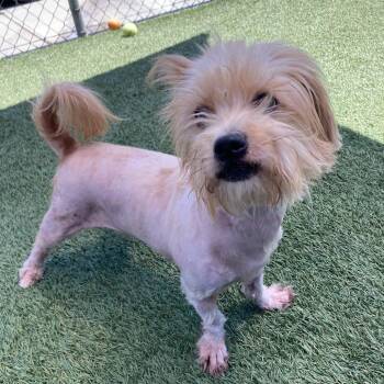 Yorkshire Terrier Dogs Available for Adoption in Long Beach, California - Cheryl | PetCurious