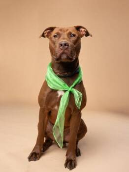Dougie -  Mixed Breed Dog for Adoption in Atlanta, Georgia - Dougie | PetCurious