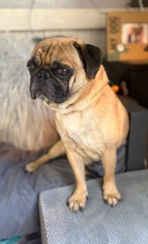 Dawg -  Pug Dog for Adoption in Fort Worth, Texas - Dawg | PetCurious