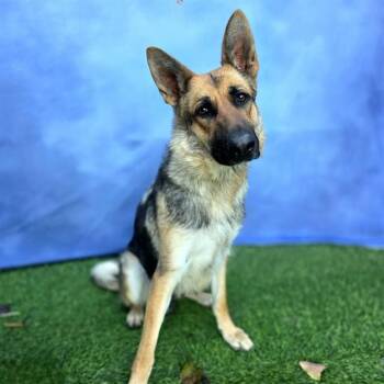 German Shepherd Dog Dogs Available for Adoption - STELLA ROSE | PetCurious