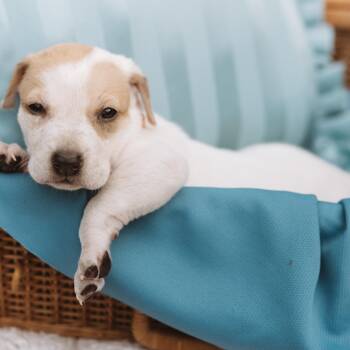 Pointer and Labrador Retriever Dogs Available for Adoption in Oak Ridge North, Texas - Bevo | PetCurious