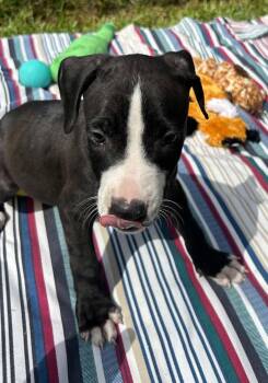 Issac -  Labrador Retriever Dog for Adoption in Tarrytown, Georgia - Issac | PetCurious