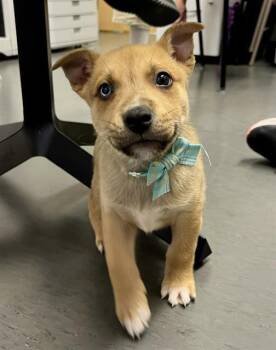 Husky and Pit Bull Terrier Dogs Available for Adoption - SCRAPPY DOO | PetCurious