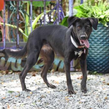 Labrador Retriever Dogs Available for Adoption in Wake Forest, North Carolina - Sadie | PetCurious