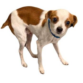 Jack Russell Terrier Dogs Available for Adoption in Red Bluff, California - Huey | PetCurious