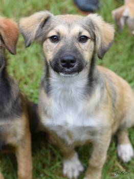 Rescue Cairn Terrier and Terrier Dogs for Adoption in Conroe, Texas - Goldie (Amie