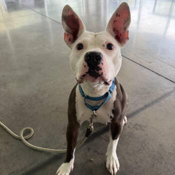 Emmie -  Mixed Breed Dog for Adoption in Pittsburgh, Pennsylvania - Emmie | PetCurious