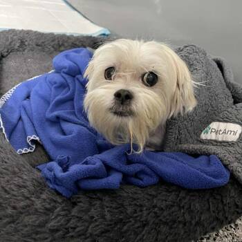 Maltese and Shih Tzu Dogs Available for Adoption - Dusty D10902 | PetCurious