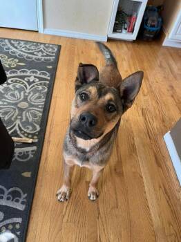 Labrador Retriever Dogs Available for Adoption - Sammy | PetCurious