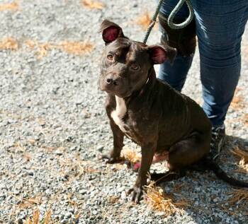 Beat -  Mixed Breed Dog for Adoption in Elizabethtown, North Carolina - Beat | PetCurious