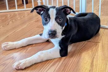 Rescue Mixed Breed Dogs for Adoption in Christiansburg, Virginia - Gargoyle | PetCurious