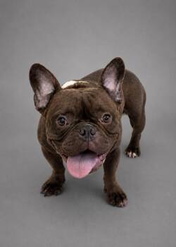 French Bulldog Dogs Available for Adoption in Hardeeville, South Carolina - Raisenette | PetCurious