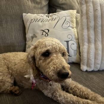Alabama -  Miniature Poodle and Golden Retriever Dog for Adoption in Sinking Spring, Pennsylvania - Alabama | PetCurious