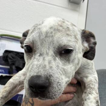 Long Shot -  Terrier and Mixed Breed Dog for Adoption in Corpus Christi, Texas - Long Shot | PetCurious