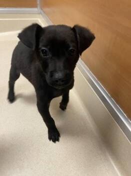 Rescue Feist Dogs for Adoption in Gloucester, Massachusetts - Fall | PetCurious