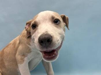 Reggie -  Terrier and Mixed Breed Dog for Adoption in Golden Valley, Minnesota - Reggie | PetCurious