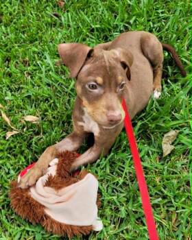 Cindy -  Mixed Breed Dog for Adoption in Taycheedah, Wisconsin - Cindy | PetCurious