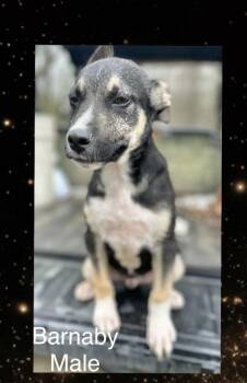 Shepherd Dogs Available for Adoption - Barnaby | PetCurious