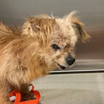 Delores -  Mixed Breed Dog for Adoption in Saint Joseph, Missouri - Delores | PetCurious