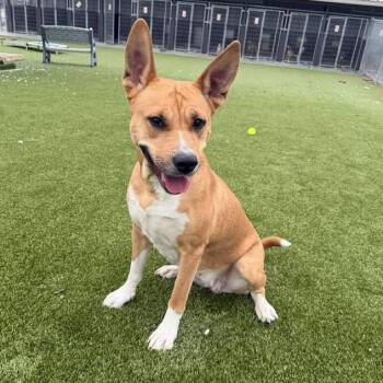 Carolina Dog Dogs Available for Adoption - Riley | PetCurious