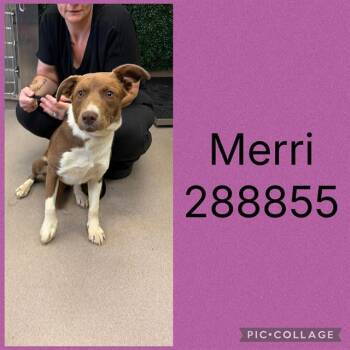 MERRI -  Mixed Breed Dog for Adoption in Macon, Georgia - MERRI | PetCurious