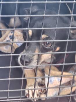DIONNE -  Chihuahua Dog for Adoption in Holbrook, New York - DIONNE | PetCurious