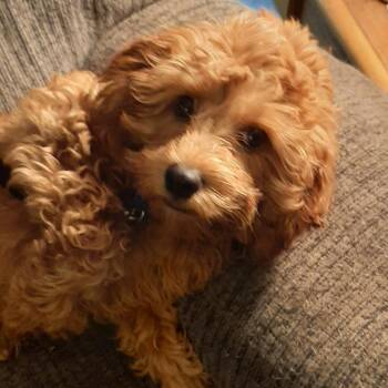 Reed -  Cavalier King Charles Spaniel and Poodle Dog for Adoption in Cincinnati, Ohio - Reed | PetCurious