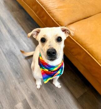 Dachshund and Chihuahua Dogs Available for Adoption in Friendswood, Texas - Vinny Benny Your Cozy Little Sidekick | PetCurious