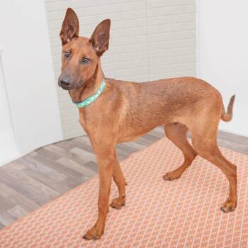 Fred -  Shepherd and Mixed Breed Dog for Adoption in Los Angeles, California - Fred | PetCurious