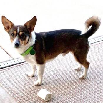Chino -  Corgi and Chihuahua Dog for Adoption in Oklahoma City, Oklahoma - Chino | PetCurious