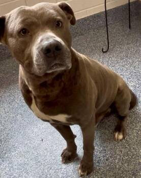 PEDRO -  Pit Bull Terrier Dog for Adoption in Grovetown, Georgia - PEDRO | PetCurious