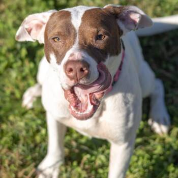 Margaret -  Terrier and Mixed Breed Dog for Adoption - Margaret | PetCurious