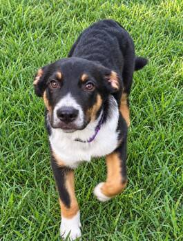 Caspian -  Bernese Mountain Dog Dog for Adoption - Caspian | PetCurious