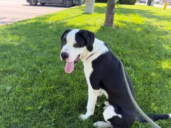 Snoopy -  Great Dane Dog for Adoption in Lisle, Ontario - Snoopy | PetCurious