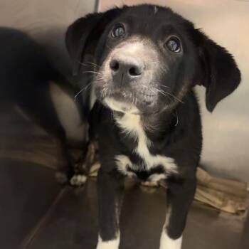 Eve -  Mixed Breed Dog for Adoption in Chattanooga, Tennessee - Eve | PetCurious