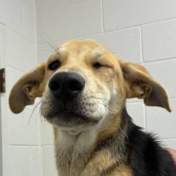 Violet -  Labrador Retriever Dog for Adoption in Corpus Christi, Texas - Violet | PetCurious