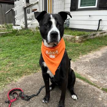 Rescue Boxer Dogs for Adoption in Houston, Texas - Sunny | PetCurious