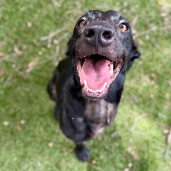 Gardenia -  Mixed Breed Dog for Adoption in Milton, Florida - Gardenia | PetCurious