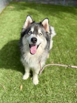 Gus - 1 -  Alaskan Malamute and Mixed Breed Dog for Adoption in Daytona Beach, Florida - Gus - 1 | PetCurious