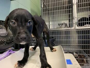 LUCY -  American Staffordshire Terrier and Mixed Breed Dog for Adoption in Grand Prairie, Texas - LUCY | PetCurious