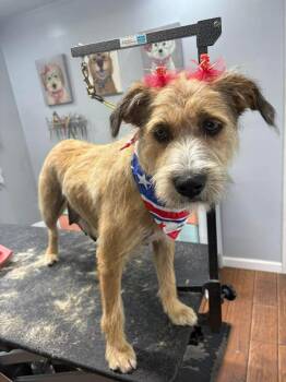 Blossom -  Wheaten Terrier and Mixed Breed Dog for Adoption in Irwin, Pennsylvania - Blossom | PetCurious