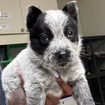 Terrier Dogs Available for Adoption - Mei Mei | PetCurious