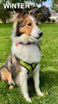 Rescue Shetland Sheepdog Sheltie Dogs for Adoption in New Castle, Pennsylvania - Winter | PetCurious