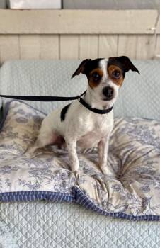 Nemo -  Jack Russell Terrier Dog for Adoption in Fort Worth, Texas - Nemo | PetCurious