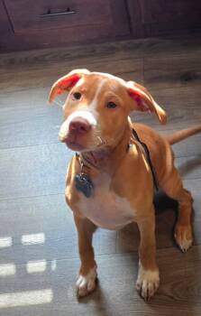 Rescue Labrador Retriever and Bulldog Dogs for Adoption in Cairo, Georgia - Apollo | PetCurious