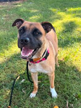 Kenya -  Mixed Breed Dog for Adoption in Huntsville, Alabama - Kenya | PetCurious